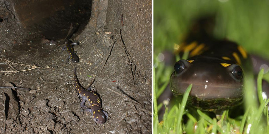 螃蟹也要過馬路 細(xì)數(shù)世界上的動(dòng)物通道